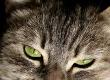 Hypnotherapy for Your Pet